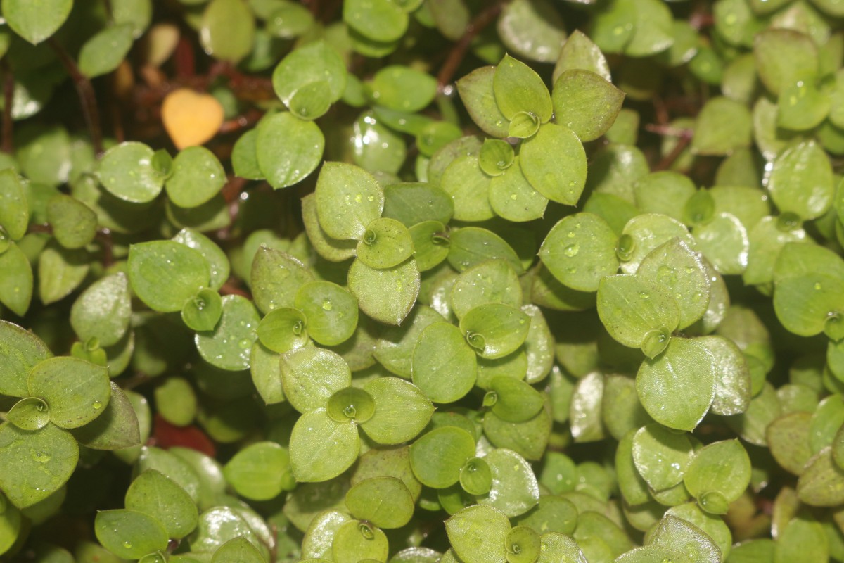 Callisia repens (Jacq.) L.